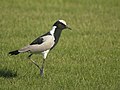 'n Bontkiewiet in Walvisbaai, Namibië