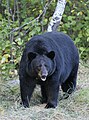 American black bear (Ursus americanus)