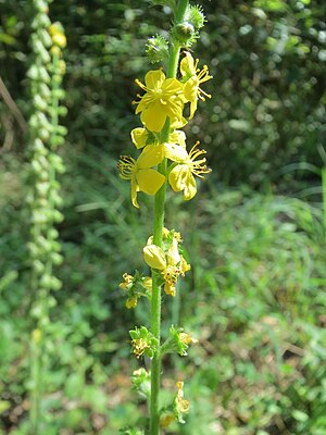 Agrimonia eupatoria: infloresko.