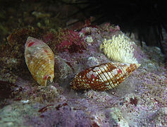 Couple de Strigatella imperialis et leur ponte.