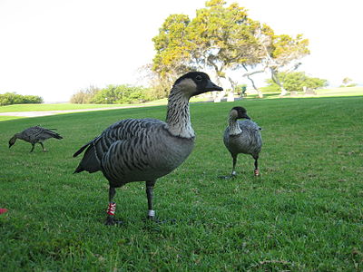 Grupo de Havajaj anseroj ĉe golfludejo de Waikoloa en aprilo 2010.