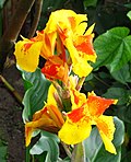 Canna indica flowers