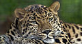 Amur Leopard Pittsburgh Zoo