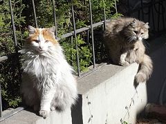 Chat de race « angora turc »