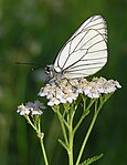 Sortåret hvidvinge - Aporia crataegi