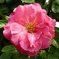 'Chaplin's Pink Climber', 1928