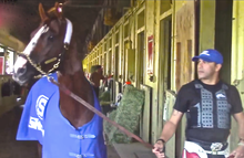 A horse wearing a blue horse blanket, being led by a man wearing a matching blue cap