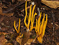 Clavaria amoena (Australien)