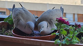 Couple de tourterelles turques .jpg