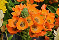 * Nomination Dubium (Ornithogalum dubium), in a greenhouse, France.. --JLPC 17:21, 20 August 2013 (UTC) * Promotion Good quality. --Florstein 17:37, 20 August 2013 (UTC)