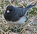 Grijze junco