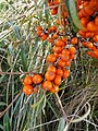 5038 Verdal Tindved Hippophae rhamnoides