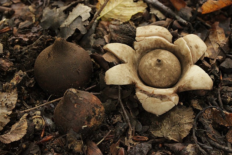 File:Geastrum triplex 157899228.jpg