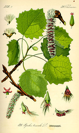 Roatelpopuliere (Populus tremula)