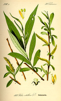 Ilustración de Salix alba.