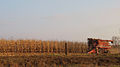 Image 26Harvesting corn in Jones County (from Iowa)