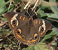 Junonia coenia