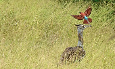 Hunting over a kori bustard