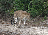 Wilpattu National Park je rovněž místem, kde se nachází poměrně hodně levhartů cejlonských