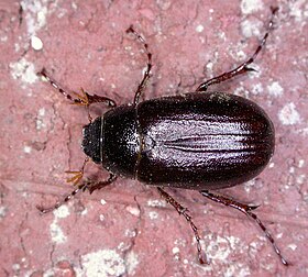 Phyllophaga