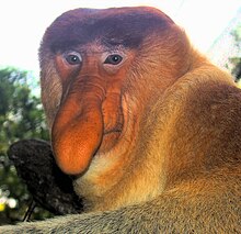 Gros plan sur une tête de singe nasique, au long nez descendant devant la gueule.