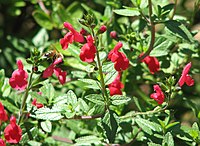 Salvia lemmonii