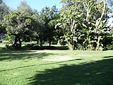 Trees in Holmby Park