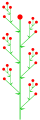 Thyrsus mit Wickel-Zymen