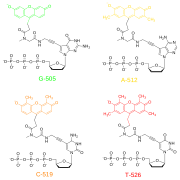 Флуоресцентные дидезокситерминаторы Сангер.svg