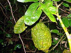 A wild citron in India