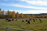 ロシア連邦・サハ共和国における、絶滅種の代用としてのカナダ由来のシンリンバイソンの野生導入プロジェクト（ロシア語版）。