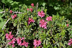 Alpenruus (Rhododendron ferrugineum)