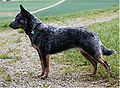 Australian Cattle Dog (10. Juli 2012 - 24. September 2012)