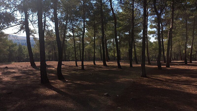 File:Aligned Pine Trees.jpg