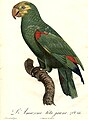 Amazona ochrocephala