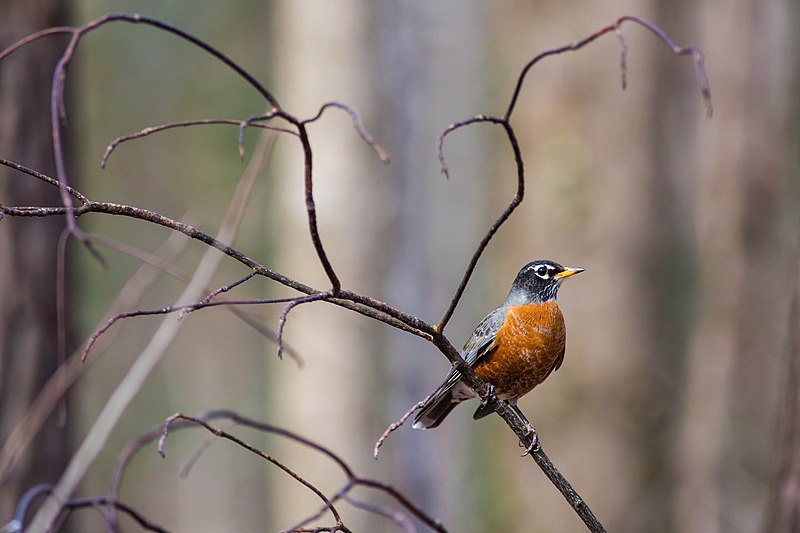 File:American robin (38559904200).jpg