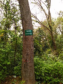 Trunk in Bangladesh