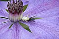 Crab spider with fly prey