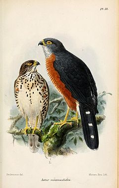 Ruĝbrusta akcipitro, ilustraĵo de John Gerrard Keulemans, 1874