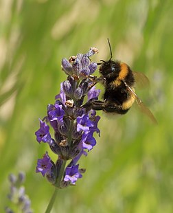 Abelhão-terrestre (Bombus terrestris) sobre a flor da lavanda. (definição 2 077 × 2 557)