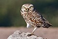 Burrowing owl