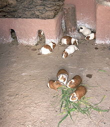 Cochons d'Inde de race géante dans un enclos en terre battue