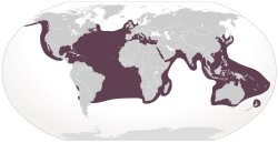 alt=Distribución de C. caretta Sinonimia de especie Testudo Caretta Linnaeus, 1758 Testudo Cephalo Schneider, 1783 Testudo nasicornis Lacépède, 1788 Testudo Caouana Lacépède, 1788 Chelone caretta Brongniart, 1805 Chelonia Caouanna Schweigger, 1812 Caretta nasuta Rafinesque, 1814 Chelonia cavanna Oken, 1816 Caretta atra Merrem, 1820 Caretta Cephalo Merrem, 1820 Caretta nasicornis Merrem, 1820 Chelonia caretta Bory de Saint-Vincent, 1828 Testudo Corianna Gray, 1831 Chelonia pelasgorum Valenciennes en Bory de Saint-Vincent, 1833 Chelonia cephalo Gray, 1829 Chelonia (Caretta) cephalo Lesson en Bélanger, 1834 Chelonia caouanna Duméril & Bibron, 1835 Chelonia (Thalassochelys) Caouana Fitzinger, 1836 Chelonia (Thalassochelys) atra Fitzinger, 1836 Thalassochelys caretta Bonaparte, 1838 Chelonia (Caouanna) cephalo Cocteau en Cocteau & Bibron en Ramon de la Sagra, 1838 Halichelys atra Fitzinger, 1843 Caounana Caretta Gray, 1844 Caouana elongata Gray, 1844 Thalassochelys Caouana Agassiz, 1857 Thalassochelys corticata Girard, 1858 Chelonia corticata Strauch, 1862 Thalassochelys elongata Strauch, 1862 Thalassochelys caouana Nardo, 1864 Eremonia elongata Gray, 1873 Caretta caretta Stejneger, 1873 Thalassochelys cephalo Barbour & Cole, 1906 Caretta caretta caretta Mertens & Muller, 1928 Caretta gigas Deraniyagala, 1933 Caretta caretta gigas Deraniyagala, 1939 Caretta caretta tarapacana Caldwell, 1962 Chelonia cahuano Tamayo, 1962 Caretta careta Tamayo, 1962[4]​ Sinonimia de género Caretta Rafinesque, 1814 Caretta (Thalassochelys) Fitzinger, 1835 Thalassochelys Bonaparte, 1838 Caouana Cocteau in Ramon de la Sagra, 1838 Halichelys Fitzinger, 1843 Eremonia Gray, 1873 ?Pliochelys Portis, 1890 ?Proganosaurus Portis, 1890[5]​