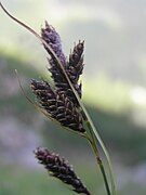 Carex aterrima