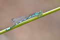 Coenagrion hastulatum