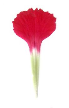 Dianthus clawed petal.jpg