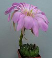 Echinopsis velusiana (Khanon-selection 2001)