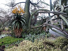 Aloe marlothii en floración, con Ceiba speciosa y euphorbia