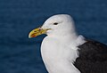 Larus Dominicanus in Nuova Zelanda