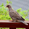 Bare-eyed pigeon